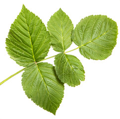 green leaf raspberry. Isolated on white background