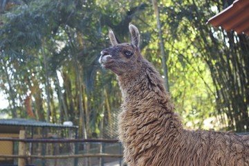 Llama