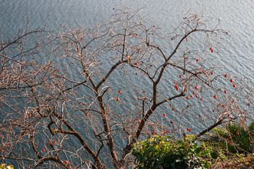Tree with fruits by the lake.