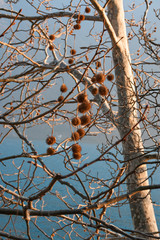 Plane tree with its fruits by the lake
