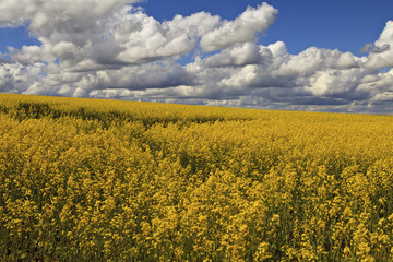 Obraz premium Bright yellow rapeseed field against a cloudy sky background