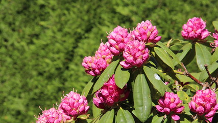 Buds and Bloom Pink Rhododendron With Green Leaves