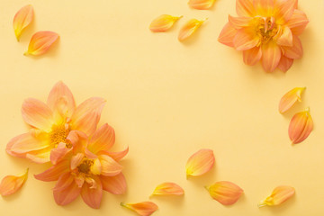 background with flowers dahlias