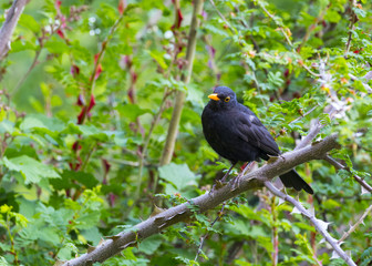 Beautiful Blackbird On Banch in a sunny day! Visit my profile to see other photos!