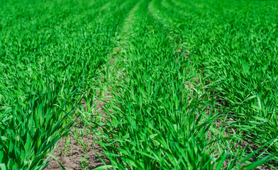 Young winter wheat grows in a field in even rows - obrazy, fototapety, plakaty