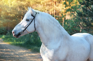 portrait of white Percheron Draft Horse in  forest