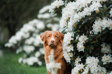 Portrait of a dog on a white flowers background. Pet in the Park. Nova Scotia Duck Tolling Retriever, Toller