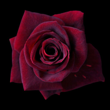 Dark red roses background, Red rose isolated on black background, Greeting card with a luxury roses, Image dark tone