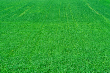 Young winter wheat grows in a field in even rows