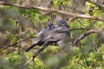 Birds in spring, Lithuania.