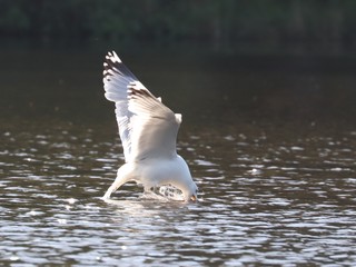 Birds in spring, Lithuania.