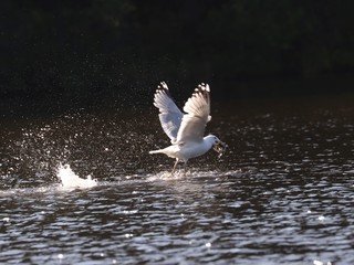 Birds in spring, Lithuania.