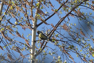 Birds in spring, Lithuania. Great tit