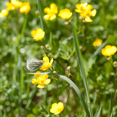 flowering Buttercup and butterfly