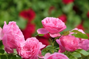 Rosa Rosen vor roten Rosen, Bokeh