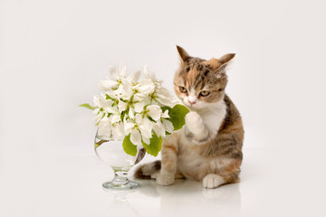 cat  kitten kitty animal cute pet