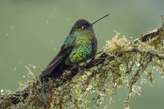 Fiery Throated Hummingbird perched in the rain
