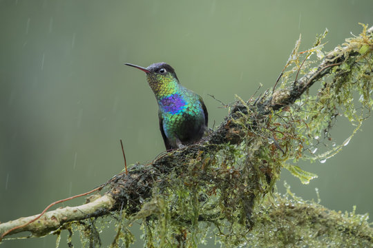Costa Rican Fiery-throated Hummingbird in the rain