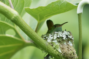 Female Rufous-tailed hummingbird on Nest in Rainforest