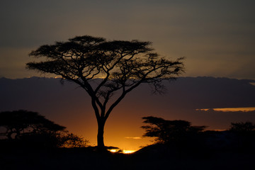 Fototapeta na wymiar Umbrella thorn acacia in the Serengeti during sunrise