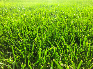Green grass lawn closeup