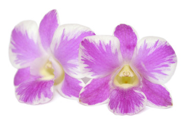 Dendrobium orchid, Pink splash, Central of Thailand