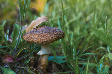 Mushroom among grass! Visit my profile to see other photos!