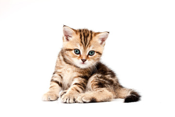 British short hair kitten.