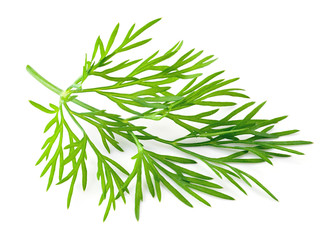 Dill. Fresh dill isolated.