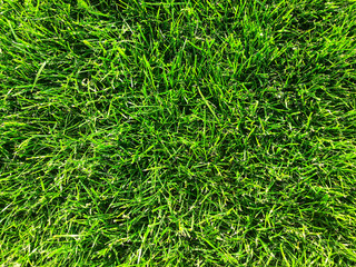 Green grass lawn closeup