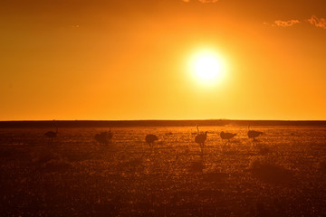 Ostrichs at sunset in the Namib desert (Namibia)