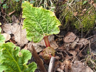 Rhubarb sprout. Young plant. It's spring. Young leaves.
