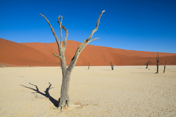 Fototapeta na wymiar Trees at Deadvlei (Namibia)