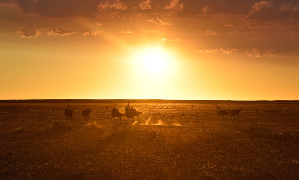 Ostrichs at sunset in the Namib desert (Namibia)