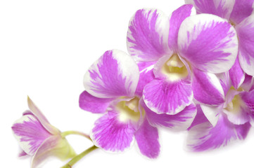 Fototapeta na wymiar Dendrobium orchid, Pink splash, Central of Thailand