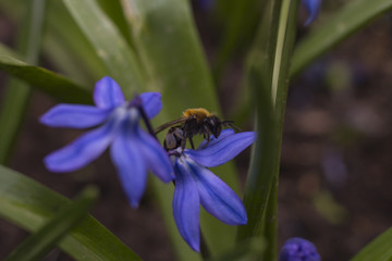 Bee on a blue flower close up