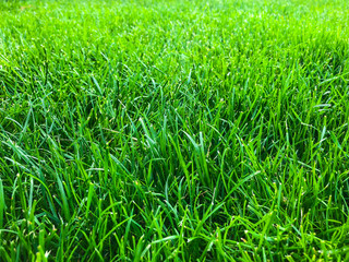 Green grass lawn closeup