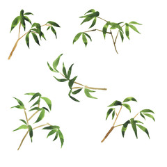 Set of fresh bamboo branches isolated on white background. Hand drawn watercolor illustration.
