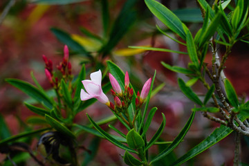 Light Pink Flower with Dark Pink Buds  