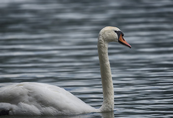 Schwan ganz