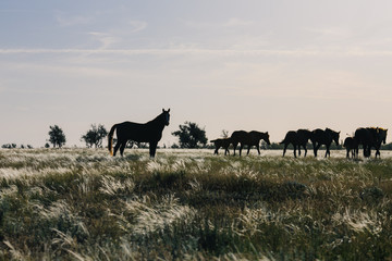 a herd of horses grazing in the steppe at dawn