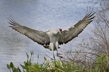 Male Sandhill Crane landing with wings spread