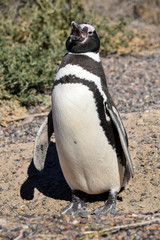 Fototapeta premium Magellanic penguin at Peninsula Valdez (Argentina)