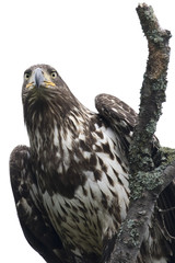 Immature Bald Eagle on White background 