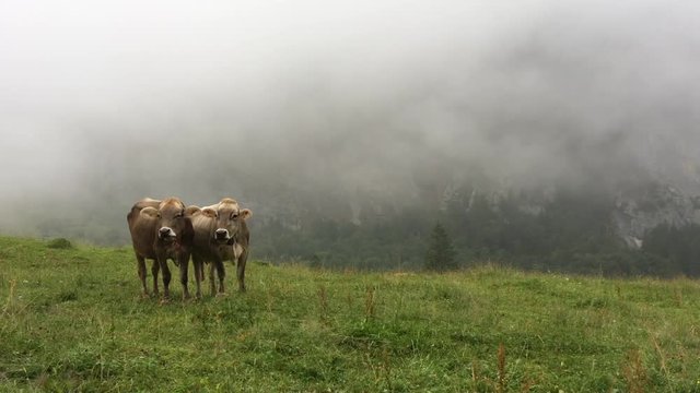 Cows grazing on an alpine pasture in high mountains, ringing with their bells