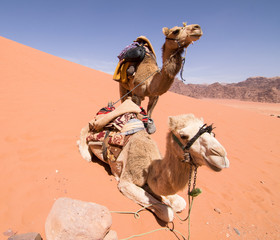 Camels at Wadi Rum (Jordan)