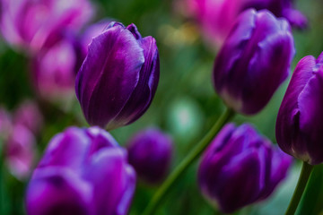 Fototapeta premium purple and pink tulips on a blurred green background