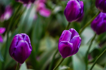 Fototapeta premium purple tulips on a blurred green background