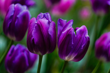 Fototapeta premium purple tulips on blurred background close-up
