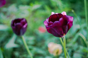 purple tulips on green background
